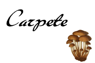 What Is Carpete—and When Does It Make Sense for Your Space?